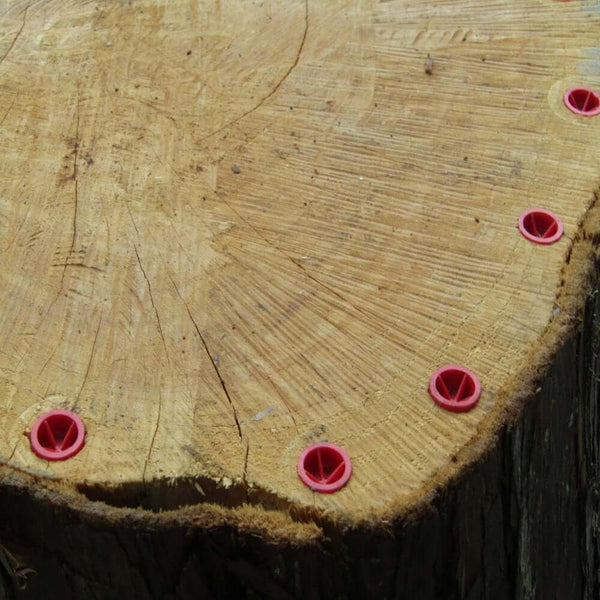 Close-up of a tree stump with Ecoplug Max tree stump control plugs inserted, showcasing effective stump treatment for tree surgeons.