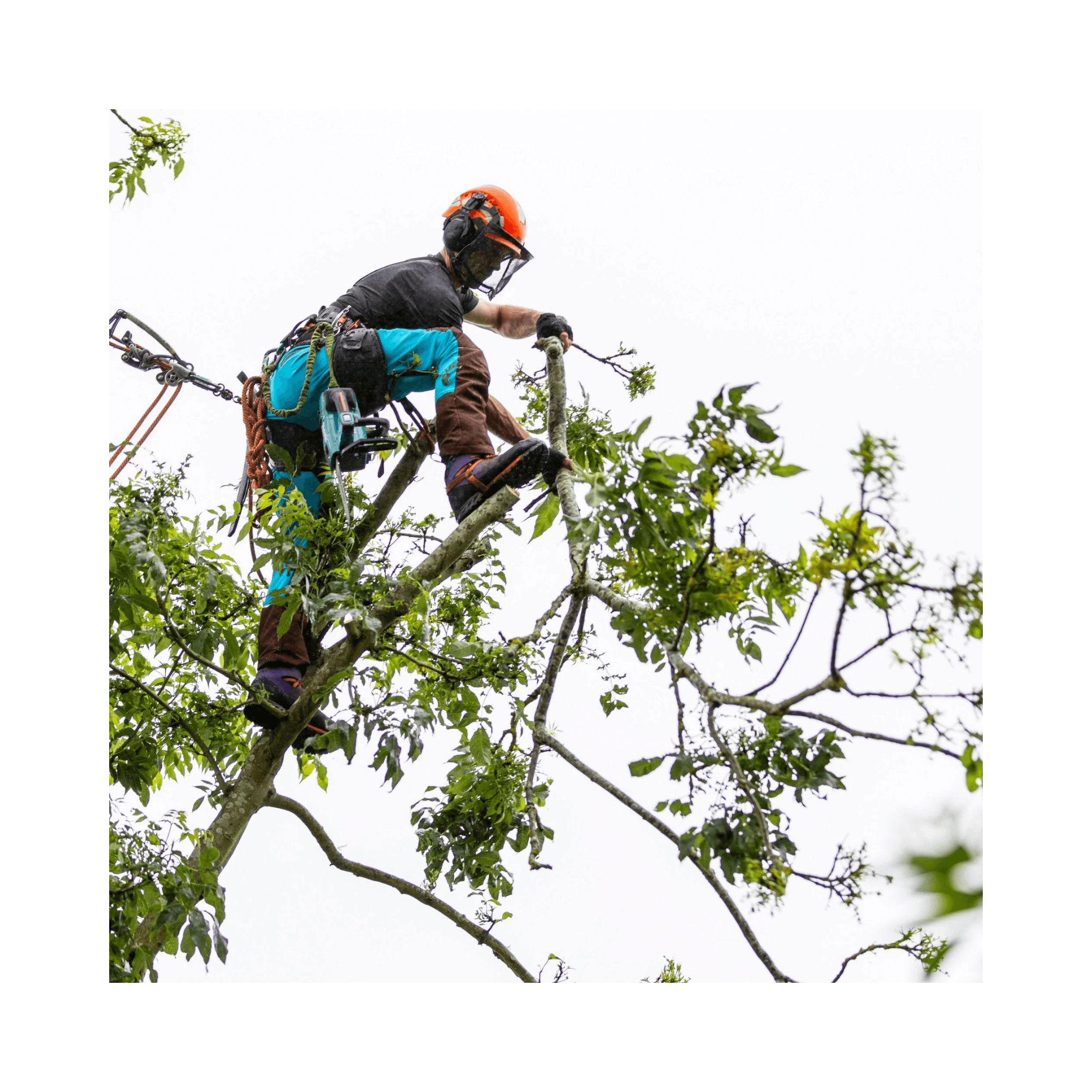 Tree surgeon climbing a tree, using safety gear, demonstrating arborist skills.