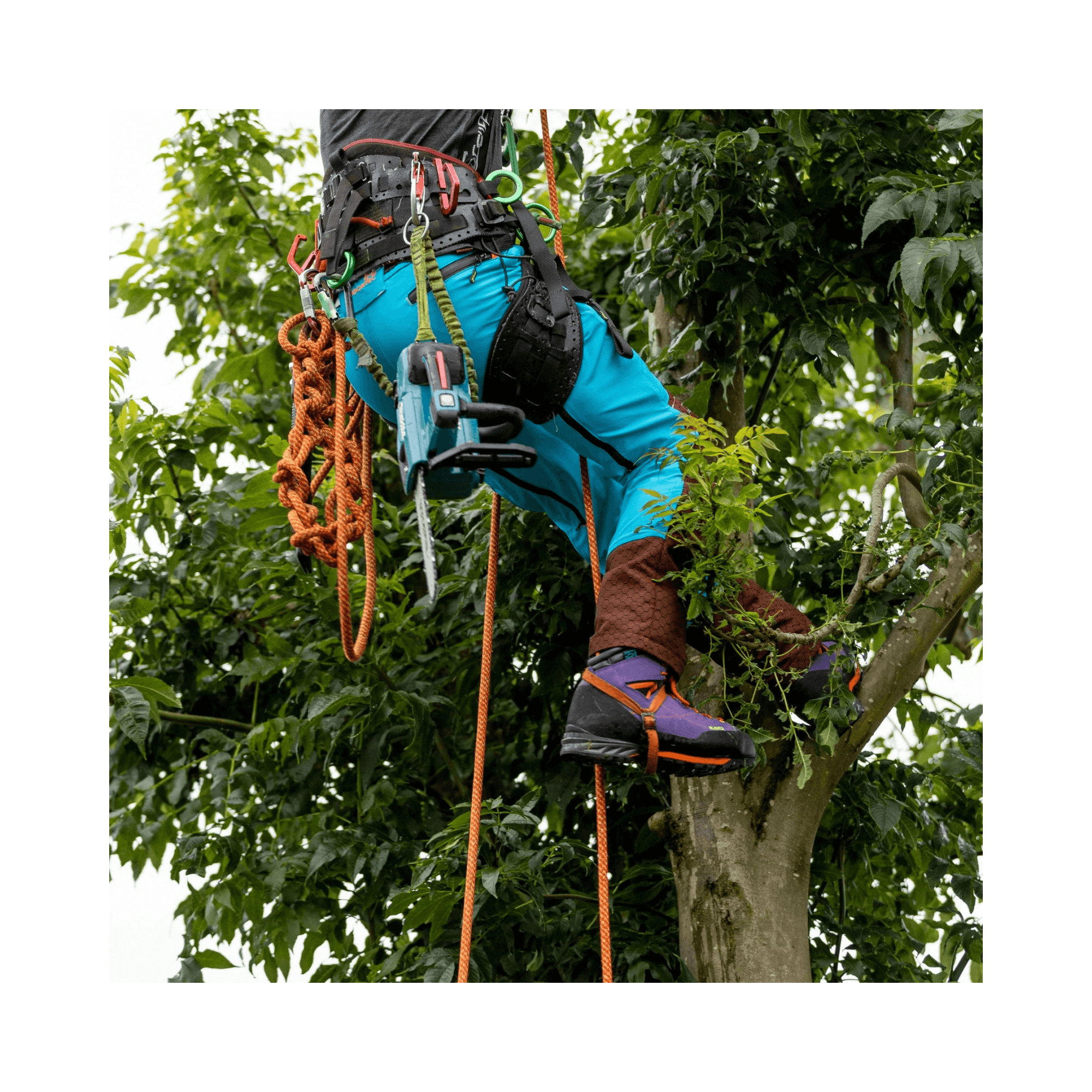 Arborist wearing Arbortec Kayo Purple Chainsaw Boots Class 2 while climbing a tree, showcasing safety and comfort.