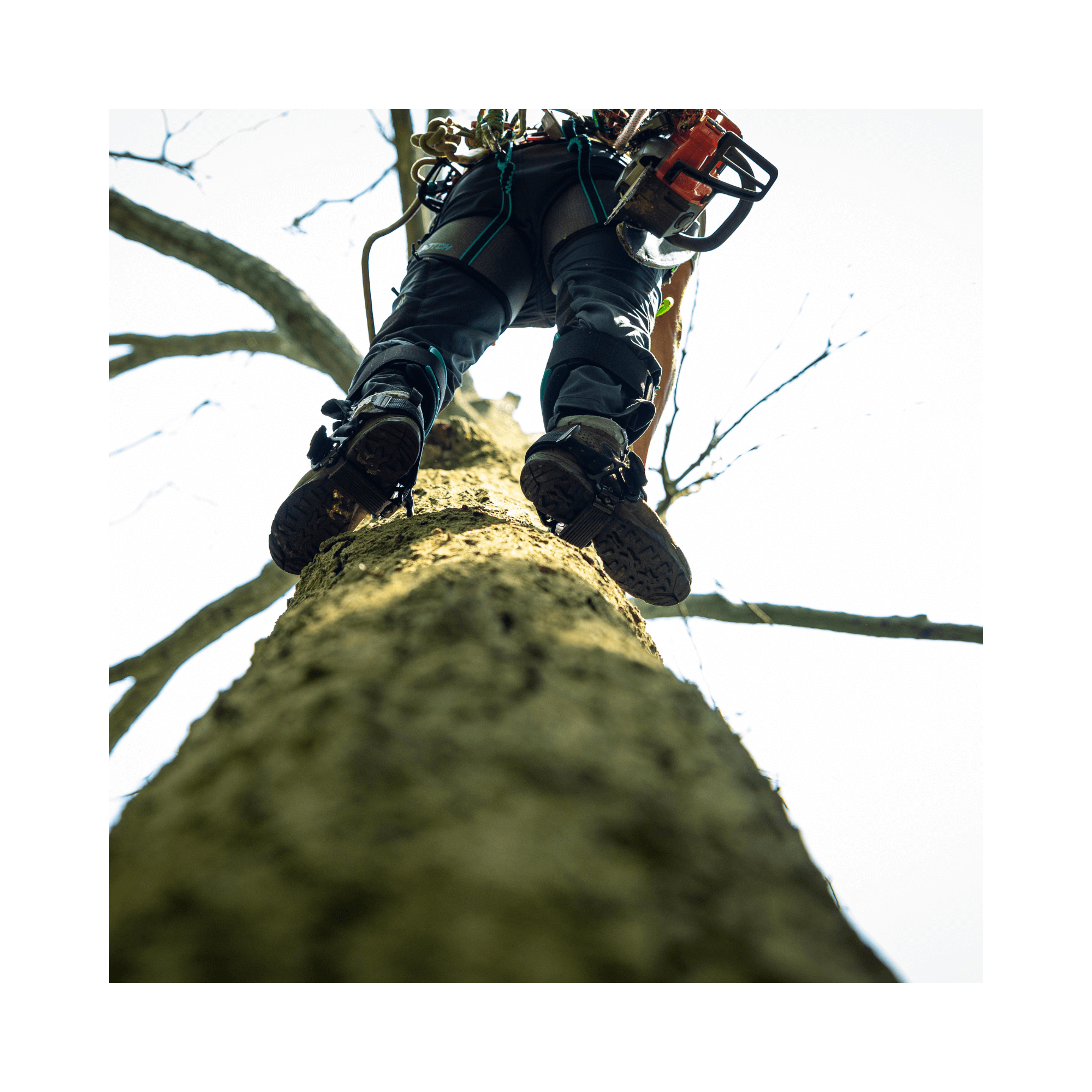 Aerial view of climber using Steel Climbers while ascending a tree trunk in an outdoor setting.