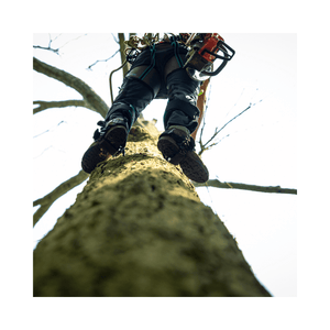 Aerial view of climber using Steel Climbers while ascending a tree trunk in an outdoor setting.