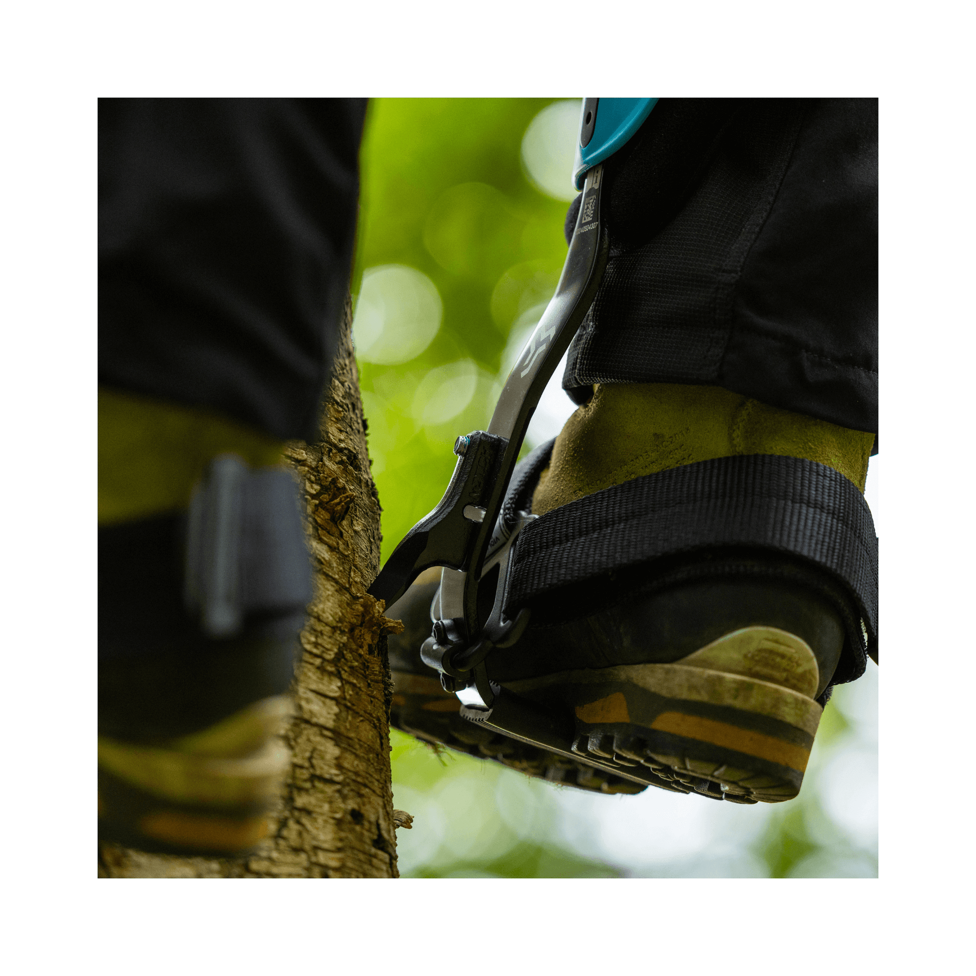 Close-up of Notch Equipment Steel Climbers in use by an arborist on a tree trunk.