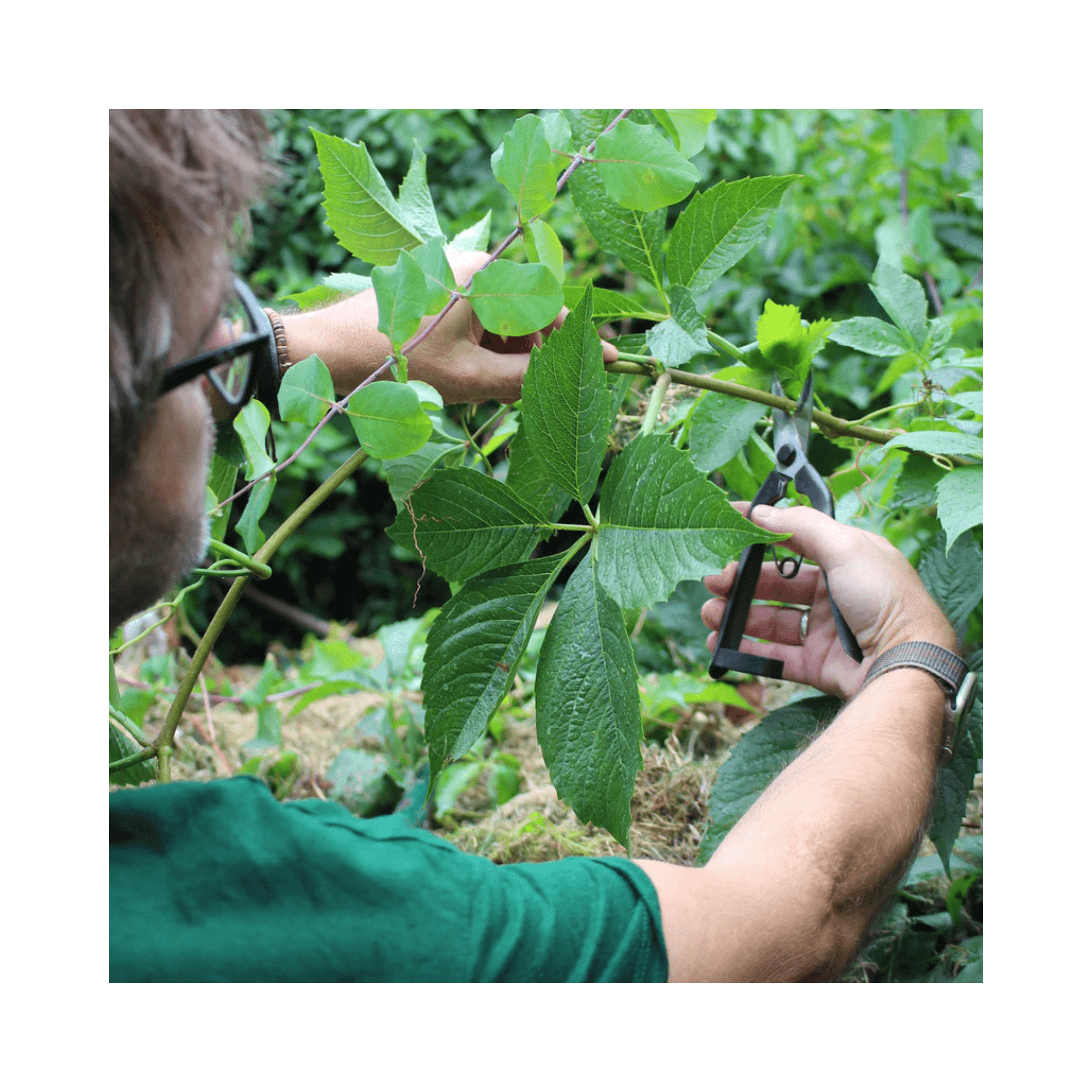 Heavy Duty Snips in use by a tree surgeon, precision pruning in dense foliage.