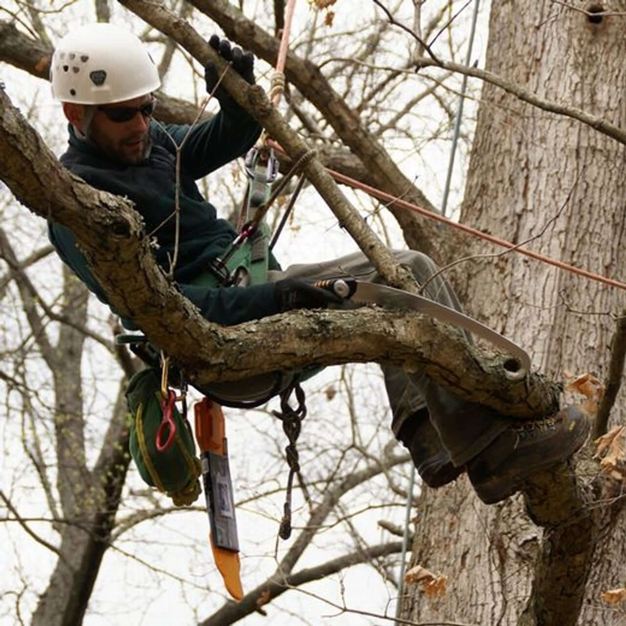 Tree surgeon using a Silky Sugoi hand saw while pruning large branches in a tree.