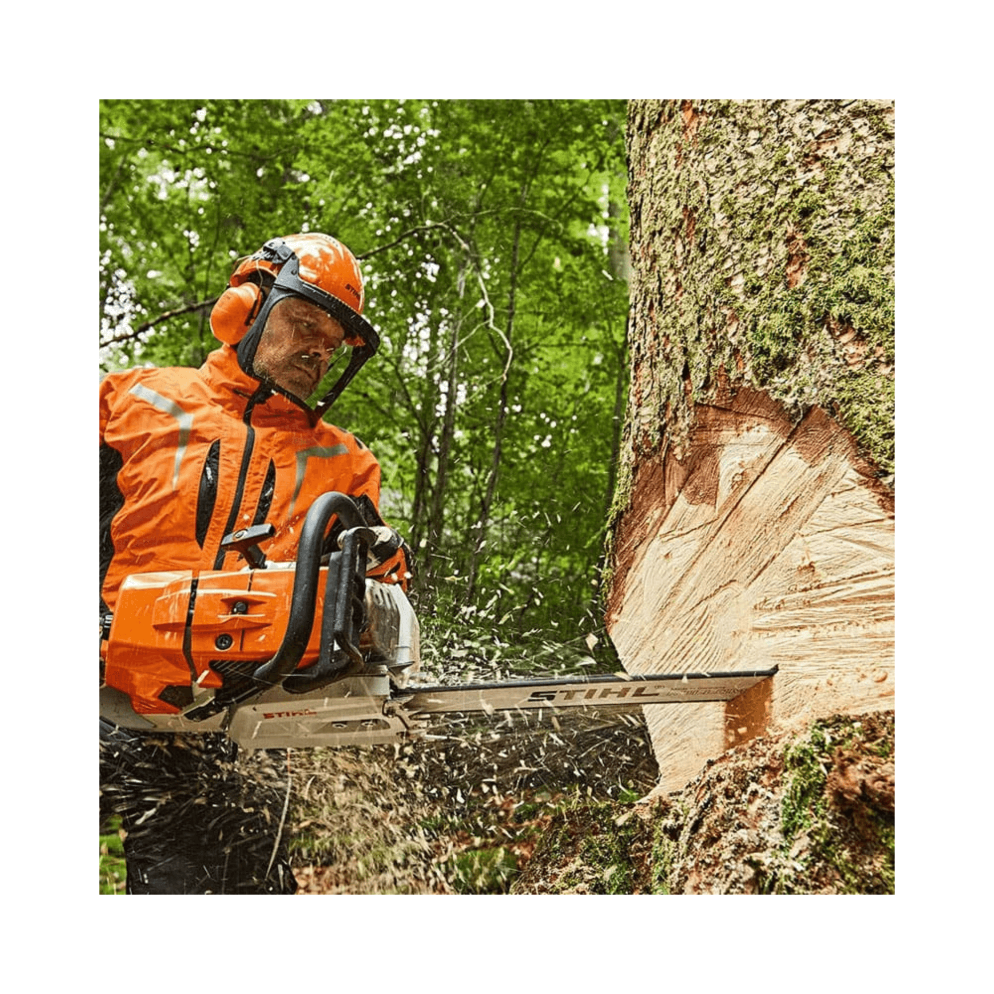 Tree surgeon using STIHL MS 881 petrol chainsaw to cut through a tree in a forest setting.