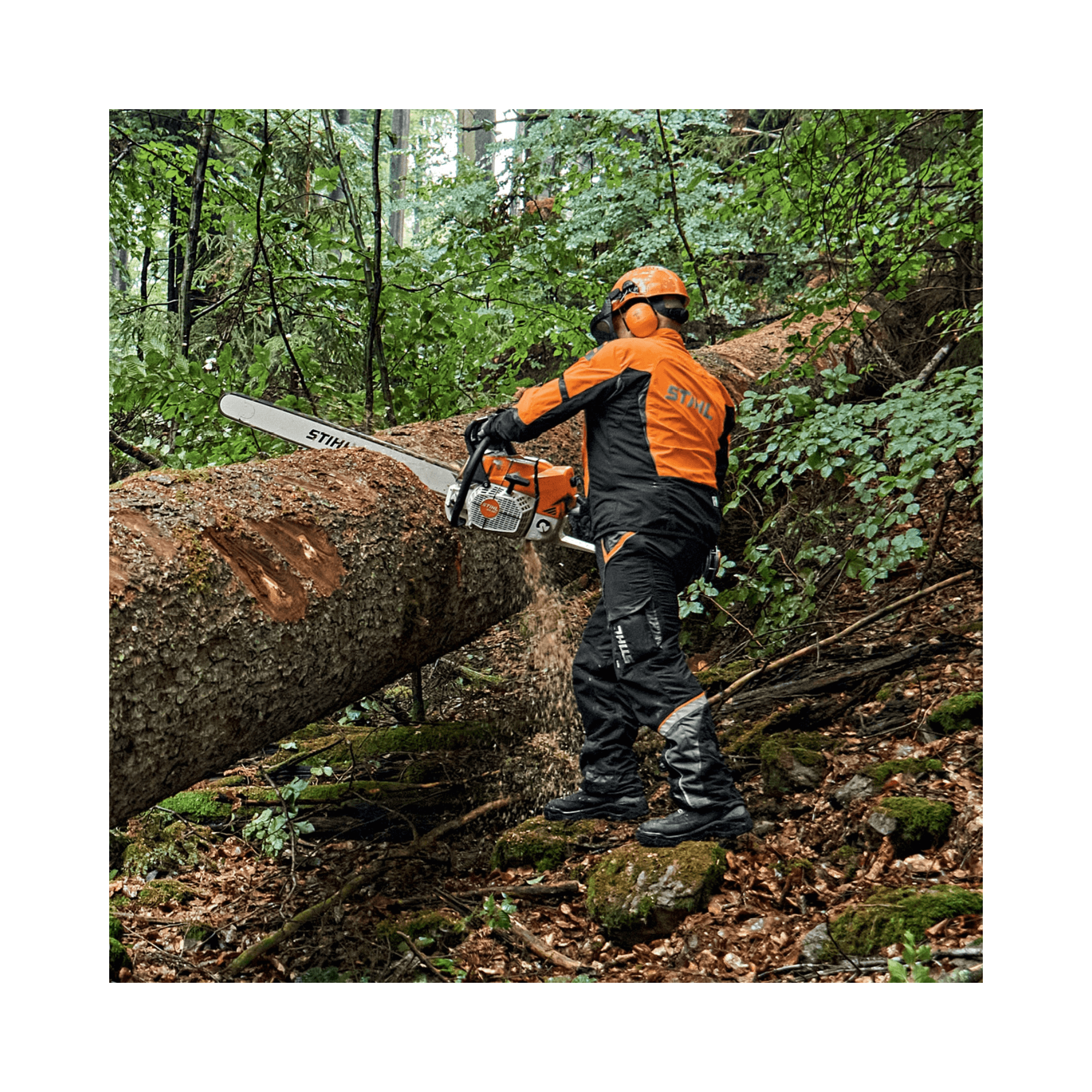 Tree surgeon using the STIHL MS 881 petrol chainsaw to fell a large tree in a dense forest.