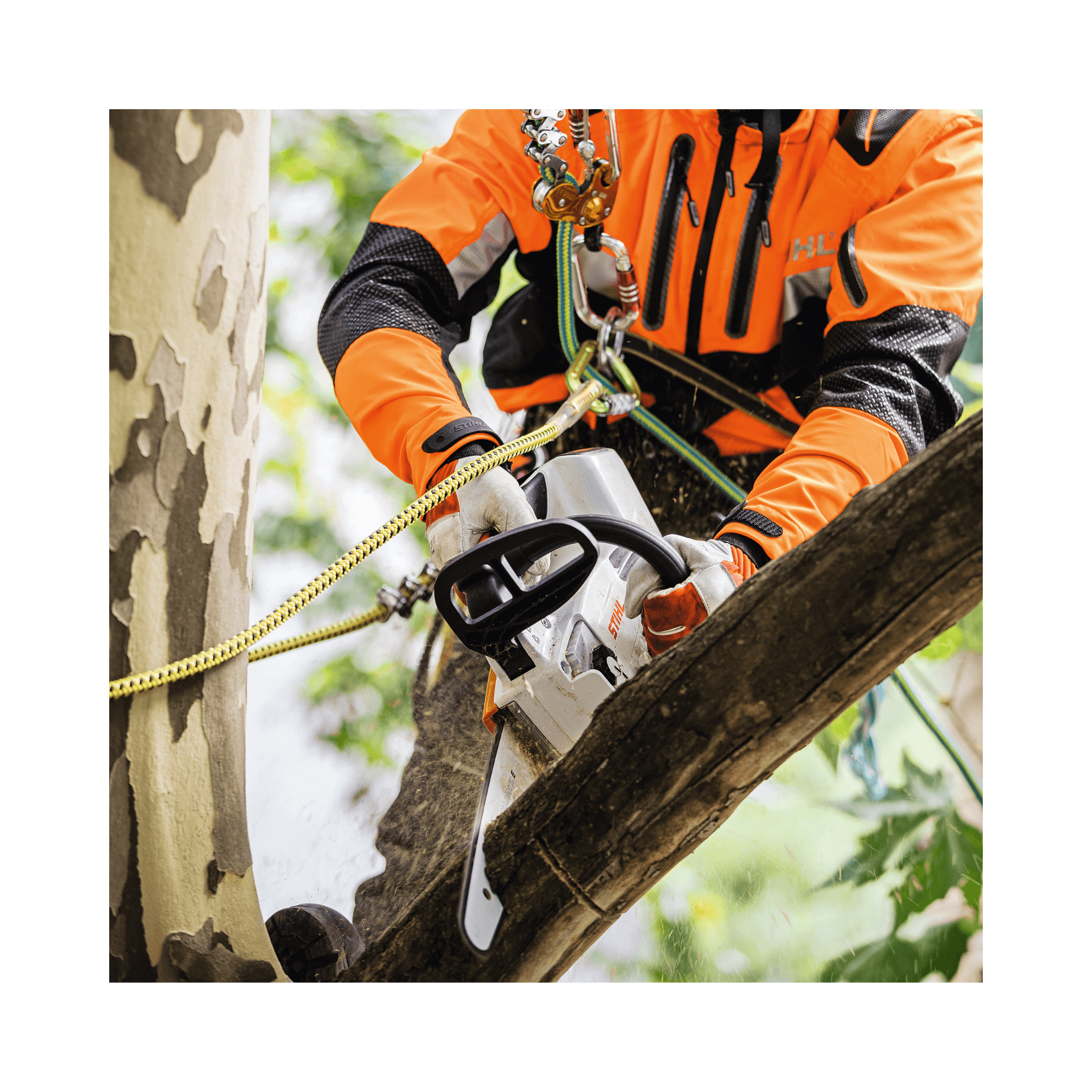 Tree surgeon using MSA 161 T top handle cordless chainsaw for precision cutting in tree work.