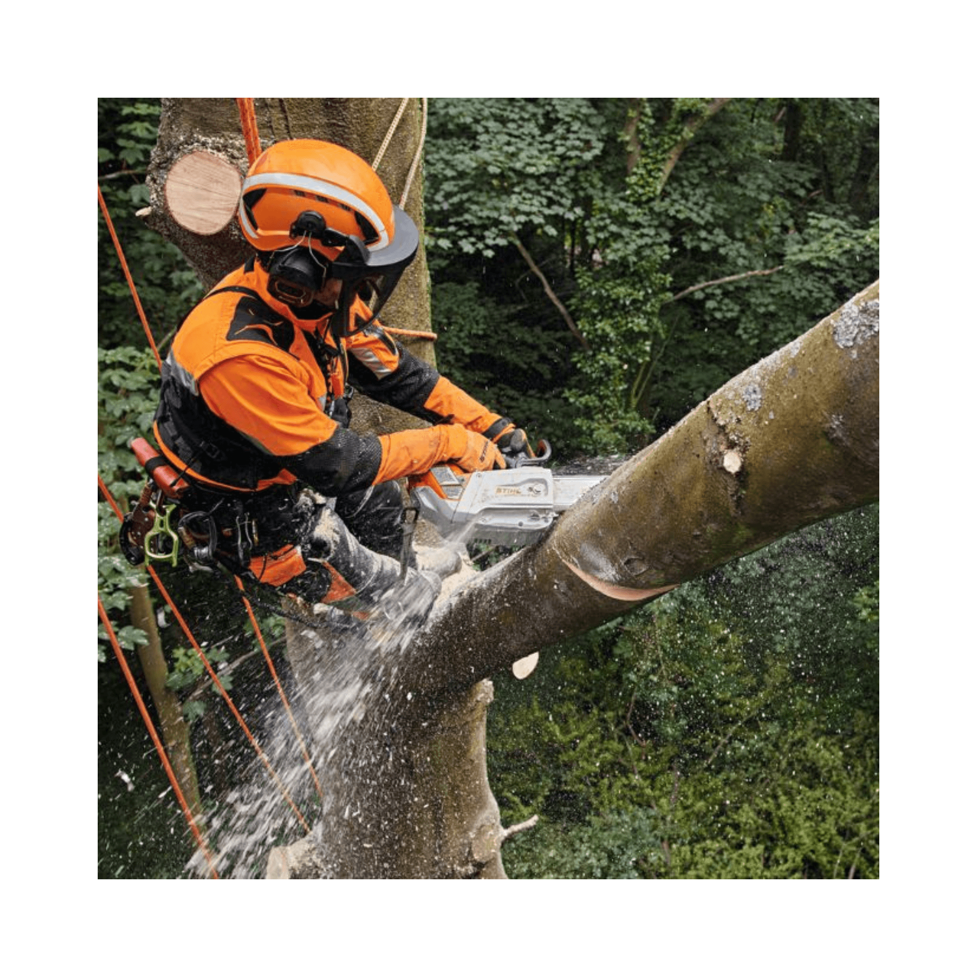 Tree surgeon using MSA 220 top handle cordless chainsaw for tree maintenance and pruning.
