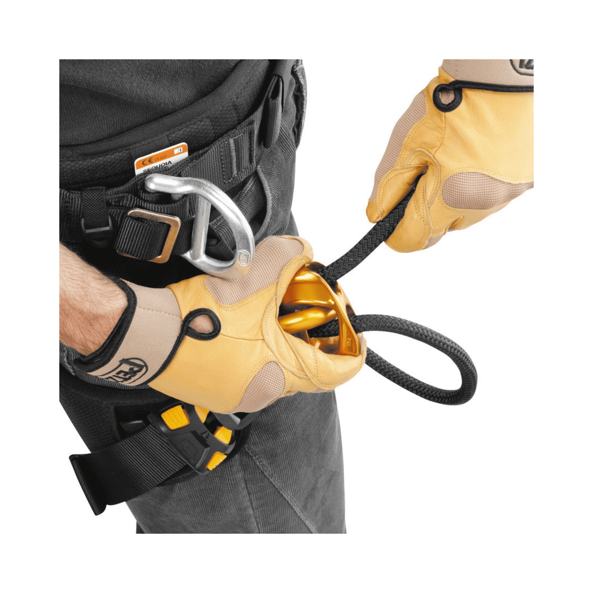 Close-up of a tree surgeon using PETZL gear, highlighting adjustable attachment bridge and climbing rope.