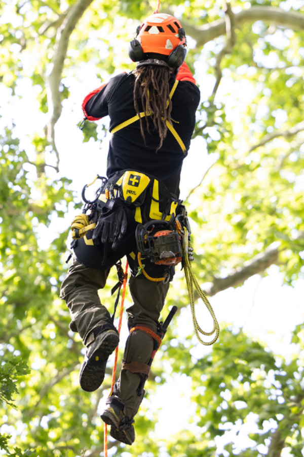 Sequoia Tree Climbing Harness