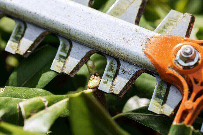 Close-up of a hedge trimmer blade on green leaves, showcasing gardening equipment for landscape maintenance.