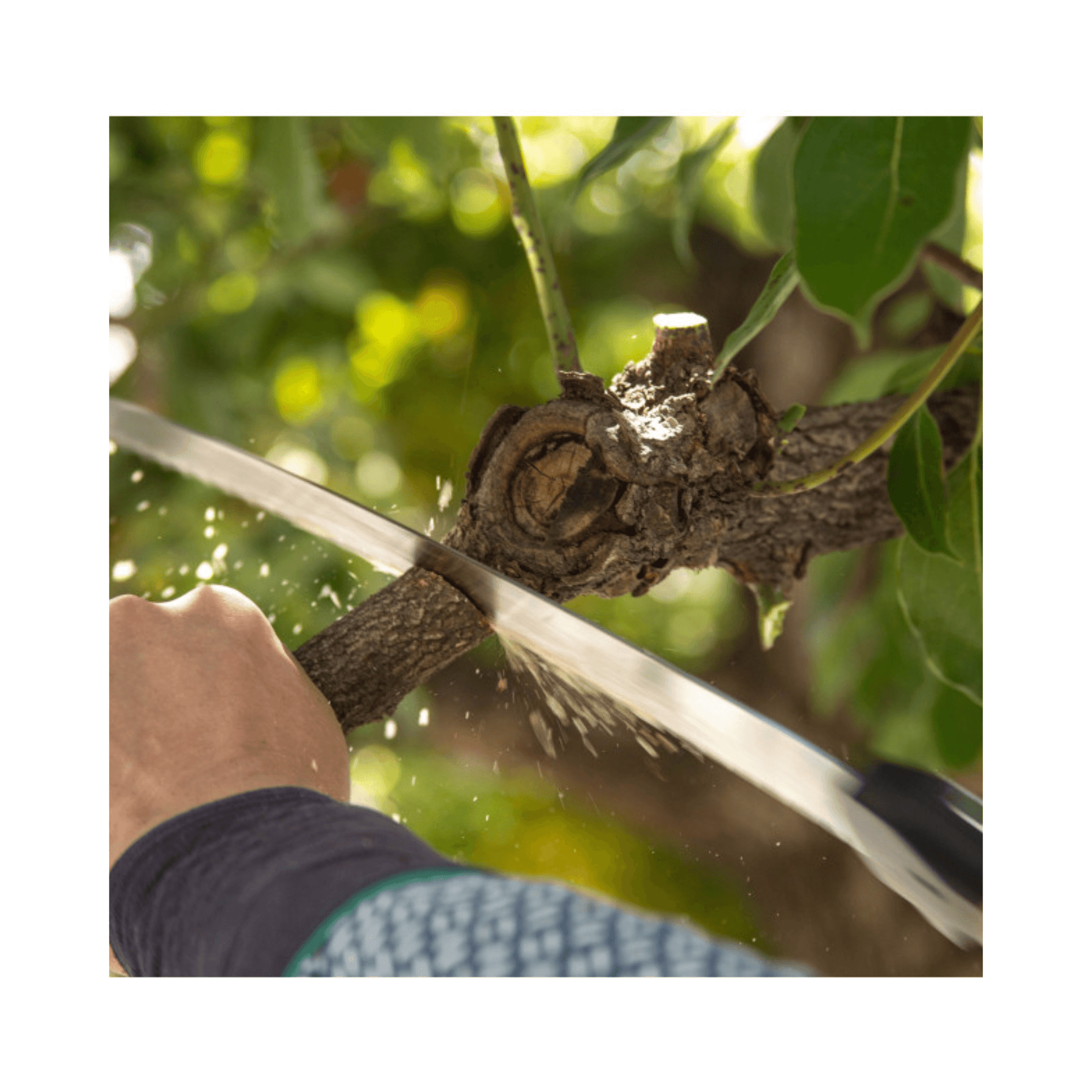 User using the Sugoi Arborist Hand Saw to cut a tree branch, demonstrating its premium cutting performance.