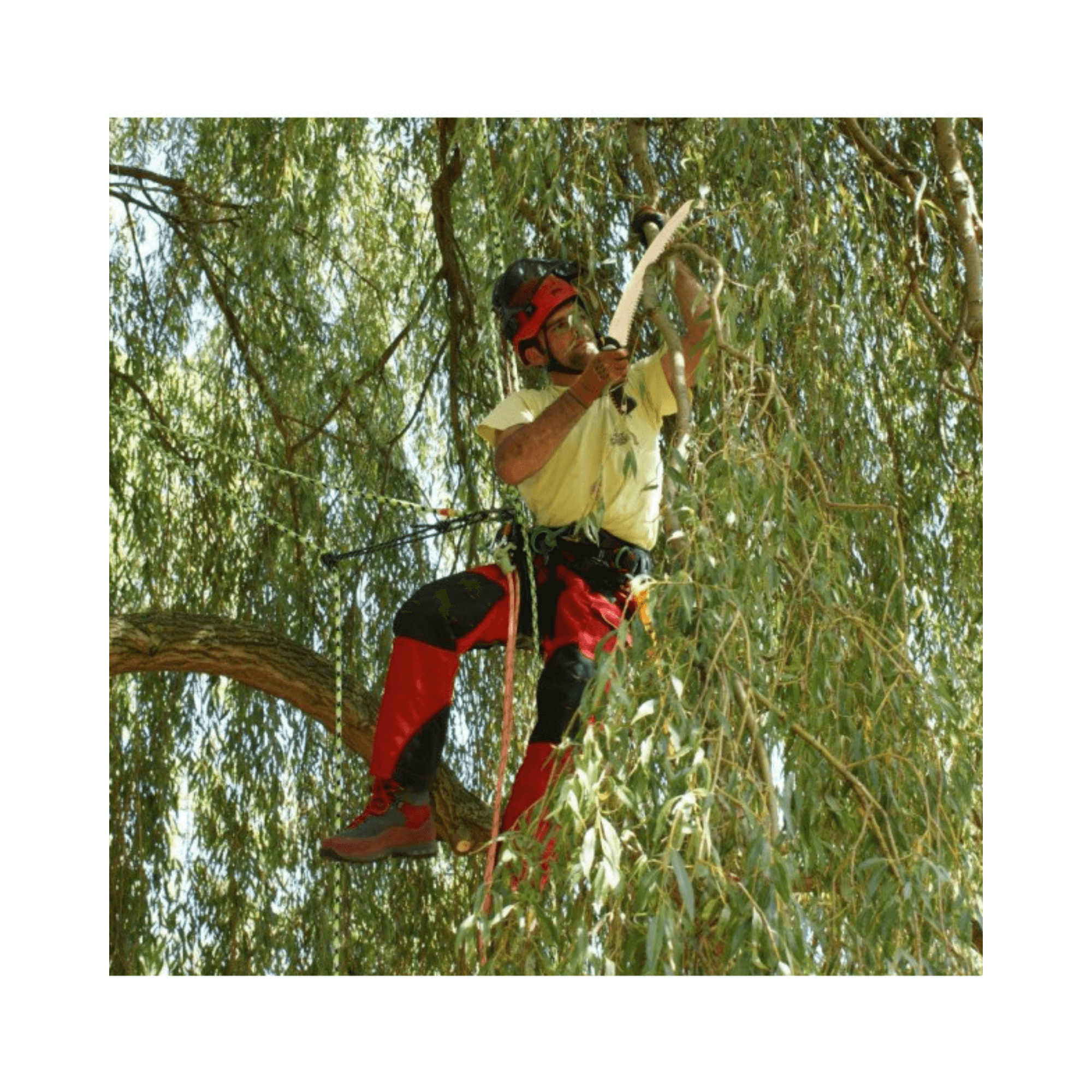Professional using Sugoi Arborist Hand Saw to trim branches from a tree