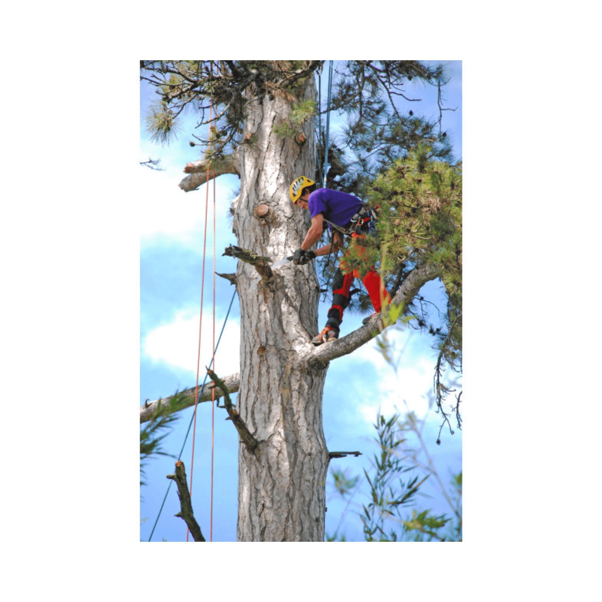 Tree surgeon using a Sugowaza Linemans Hand Saw 420mm while pruning a tall tree.