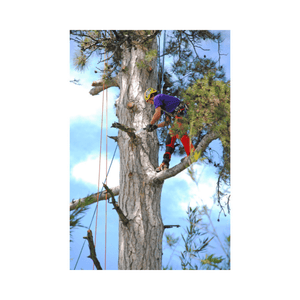 Tree surgeon using a Sugowaza Linemans Hand Saw 420mm while pruning a tall tree.