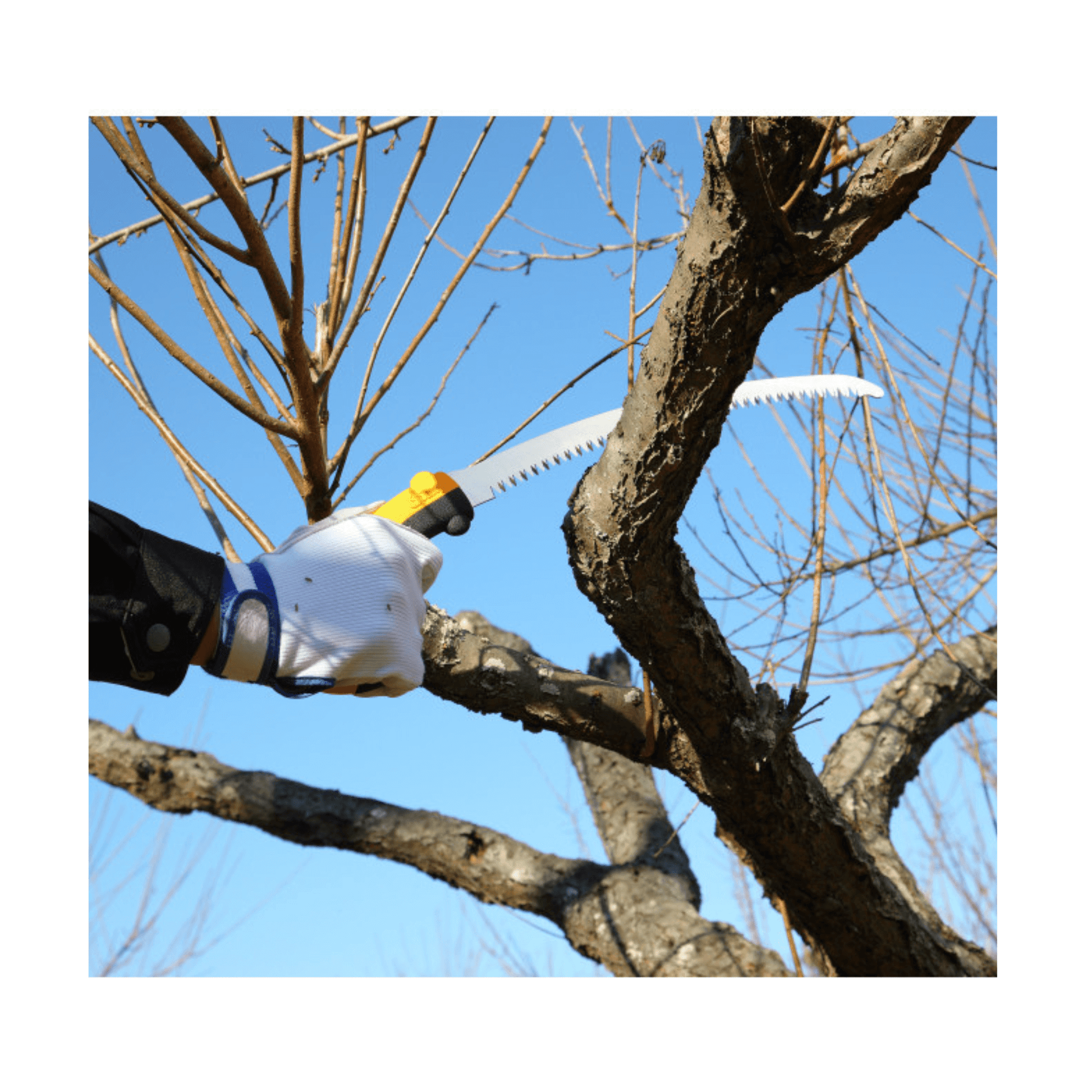 Person using Tsurugi Curve Pruning Saw on tree branches for effective pruning in garden.