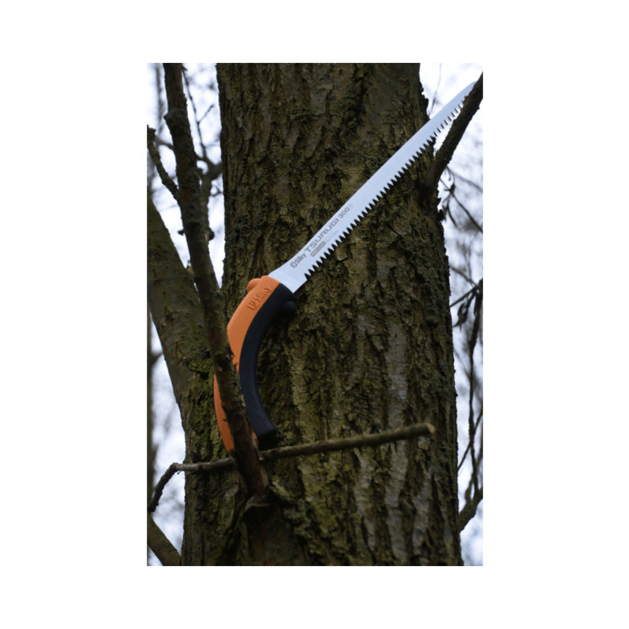 Tsurugi Straight Hand Saw 300mm mounted on a tree, ideal for tree surgeon and arborist pruning tasks.
