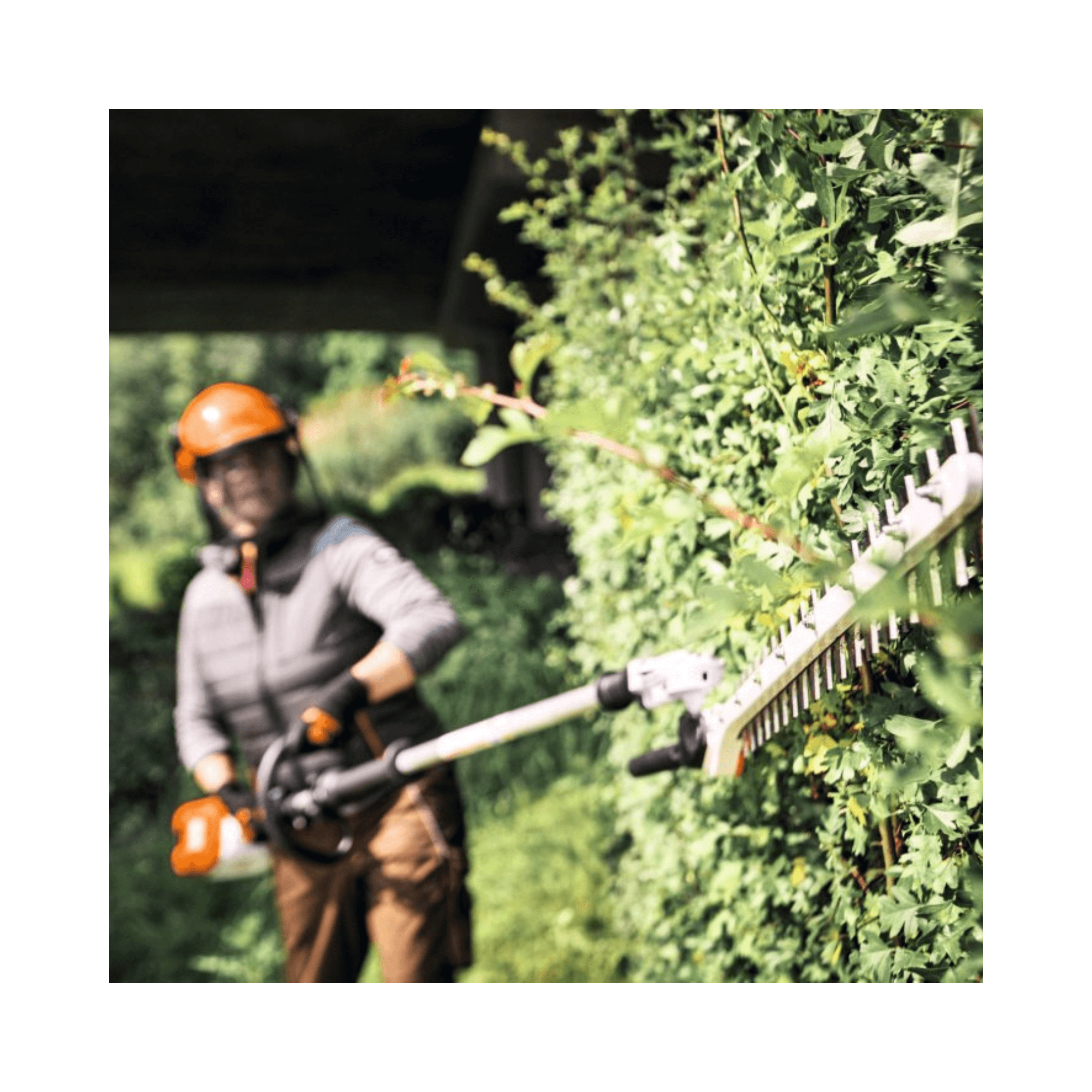 HLA 140 Cordless Long-Reach Hedge Trimmer used by a tree surgeon for precise hedge trimming.