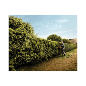 User trimming hedges with HS 82 RC-E Petrol Hedge Trimmer, showcasing its cutting performance and design.