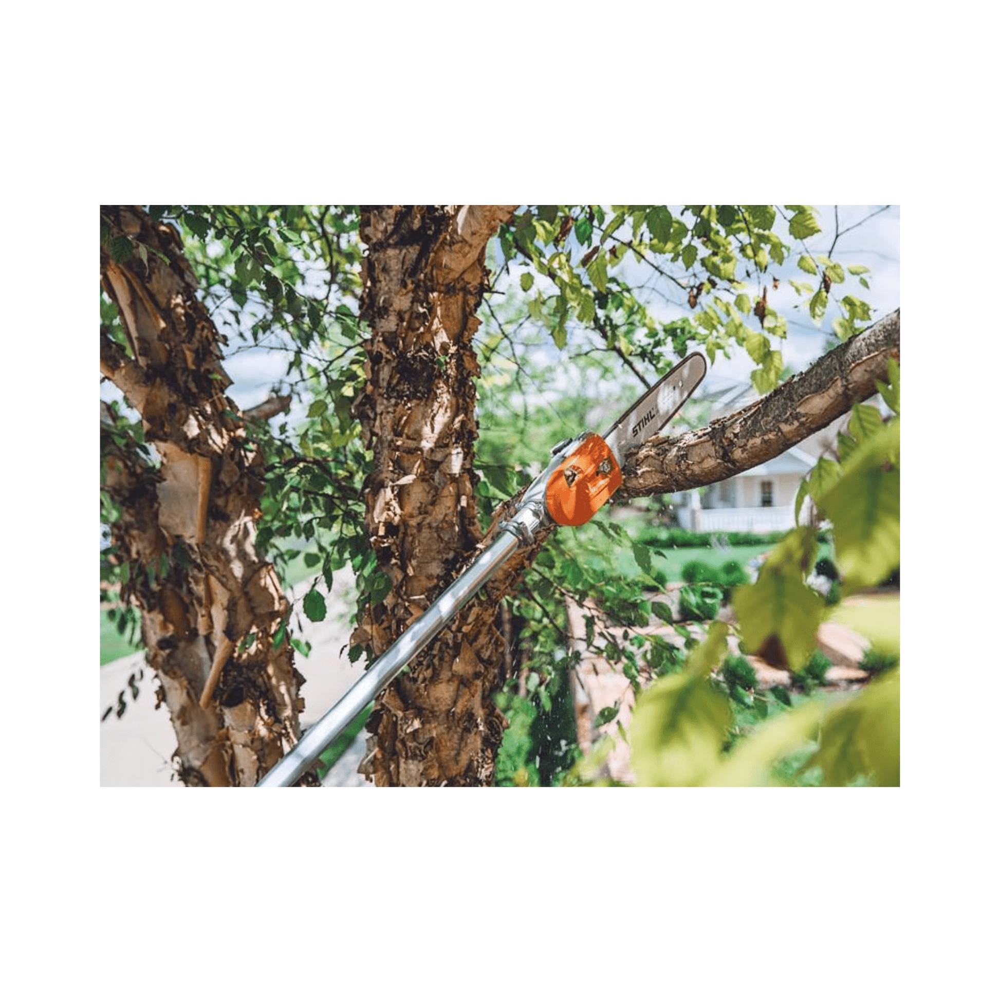 STIHL HT 135 telescopic petrol pole pruner in action, efficiently pruning a tree branch for professional tree maintenance.
