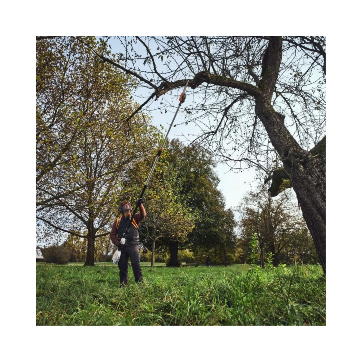 Person using HTA 110 Cordless Pole Pruner to trim branches in a scenic park setting.
