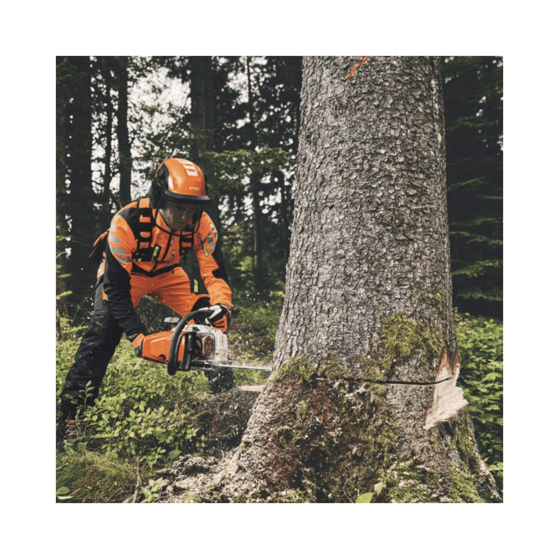 Tree surgeon using MS 400.1 C-M petrol chainsaw to fell a tree in a forest.