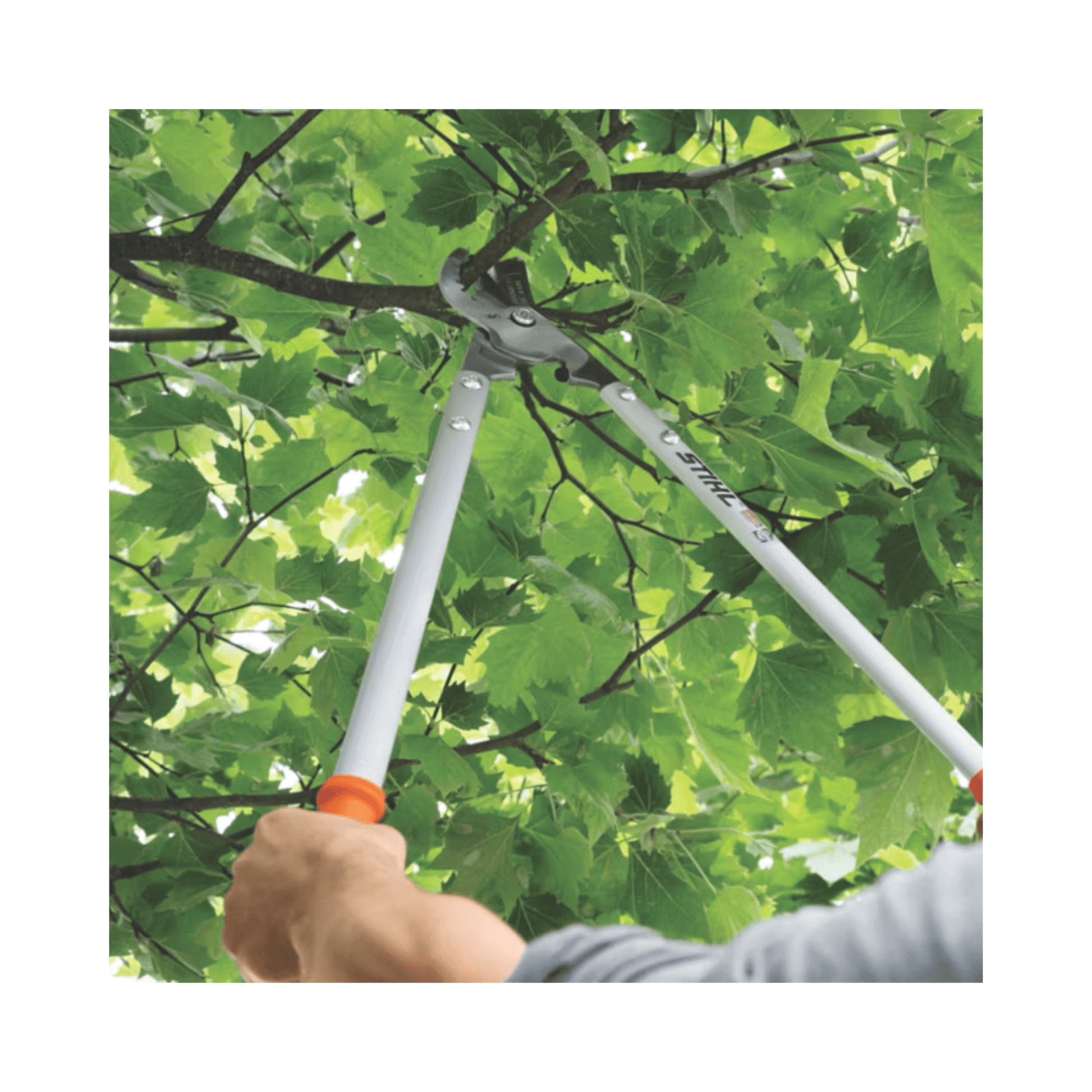 STIHL PB 30 EXTREME Bypass Tree Loppers cutting through lush green branches, ideal for tree surgeons.