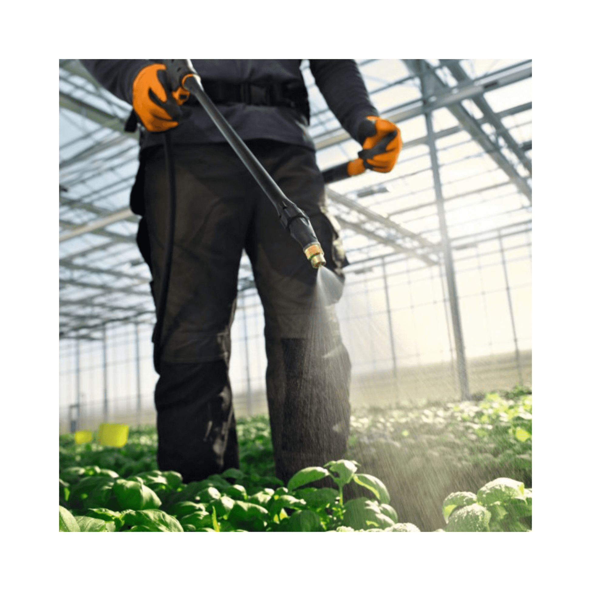 Professional wearing gloves, using SG 71 backpack sprayer in a greenhouse, efficient for tree surgeon tasks.
