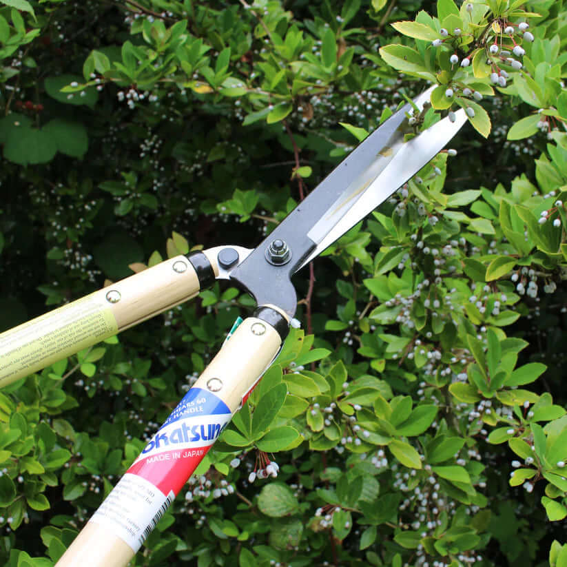 Okatsune 217 hedge shears with wooden handles trimming greenery for precise garden work.