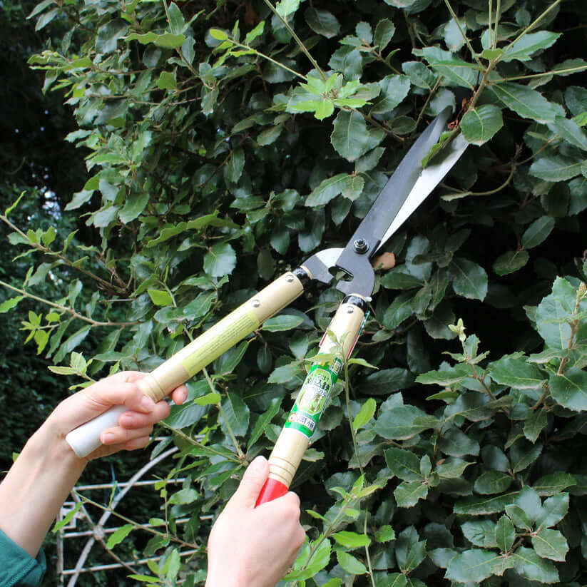 Person using Okatsune 231 hedge shears for pruning a bush, showcasing the lightweight design for topiary work.