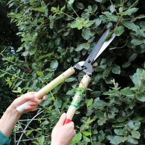 Person using Okatsune 231 hedge shears for pruning a bush, showcasing the lightweight design for topiary work.