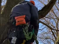 Tree surgeon using safety gear while climbing a tree, showcasing essential first aid kit for emergency readiness.