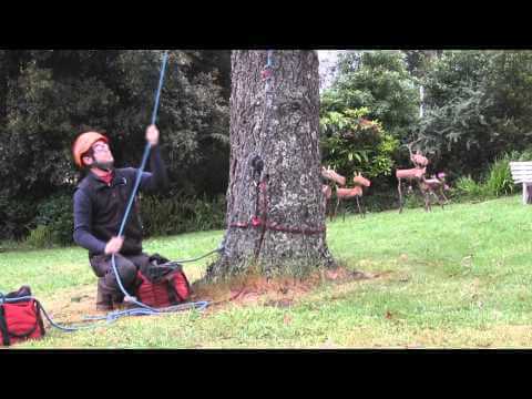 Tree surgeon using ART SnakeAnchor to climb a tree, showcasing professional arboriculture techniques.
