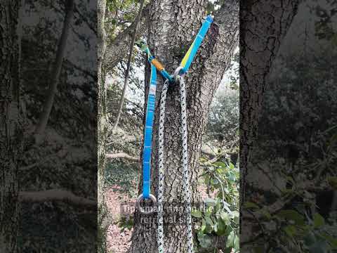 Joker Light Cambium Saver attached to a tree, showcasing its strong rings and adjustable features.