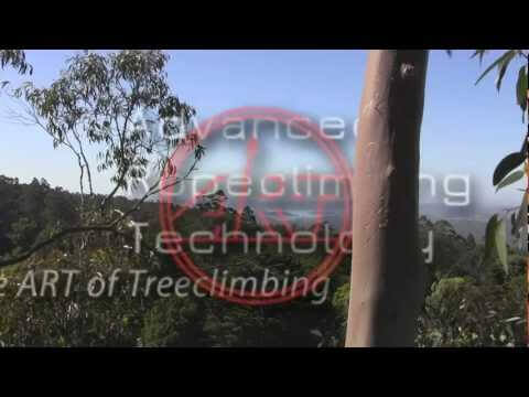 Tree view showcasing advanced tree climbing technology with a focus on safety and efficiency.