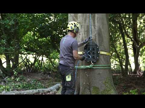Arborist using the Six Pack Lowering Device for controlled lowering of heavy timber.
