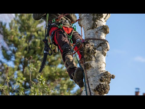 Professional tree surgeon climbing a birch tree using safety gear and ropes for tree maintenance.