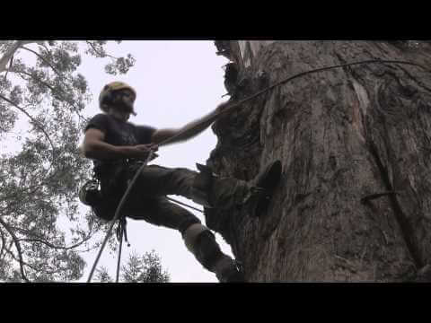 Tree surgeon using ART Positioner to ascend a tree, demonstrating climbing techniques and safety gear.