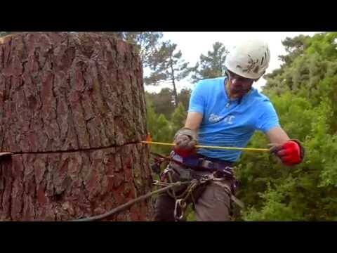 Tree surgeon using a safety harness and ropes while climbing and working on a large tree trunk outdoors.