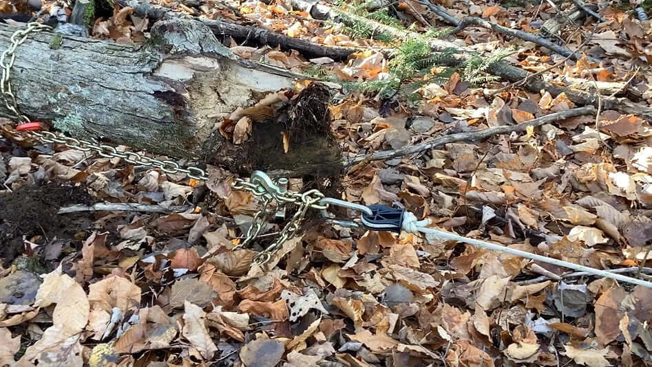 RopeWizer Heavy Duty Thimble attached to a fallen tree, demonstrating tree surgeon's equipment in action.