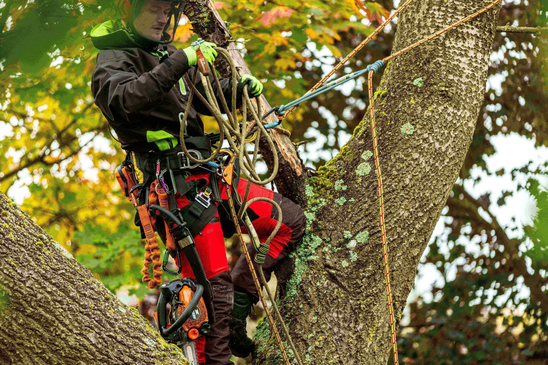 Professional arborist performing tree surgery with safety equipment